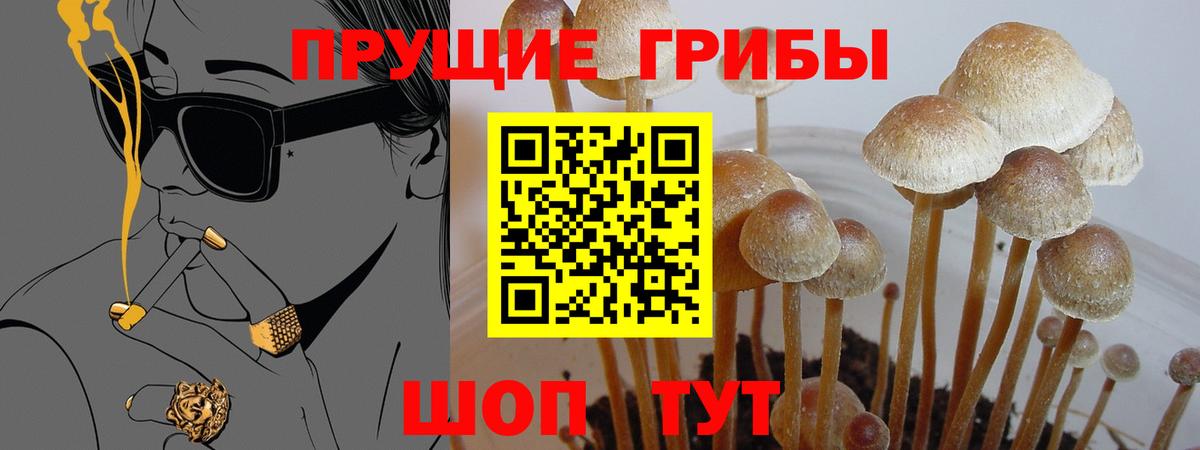 Псилоцибиновые грибы Psilocybe  Вход с VPN  Борисоглебск 
